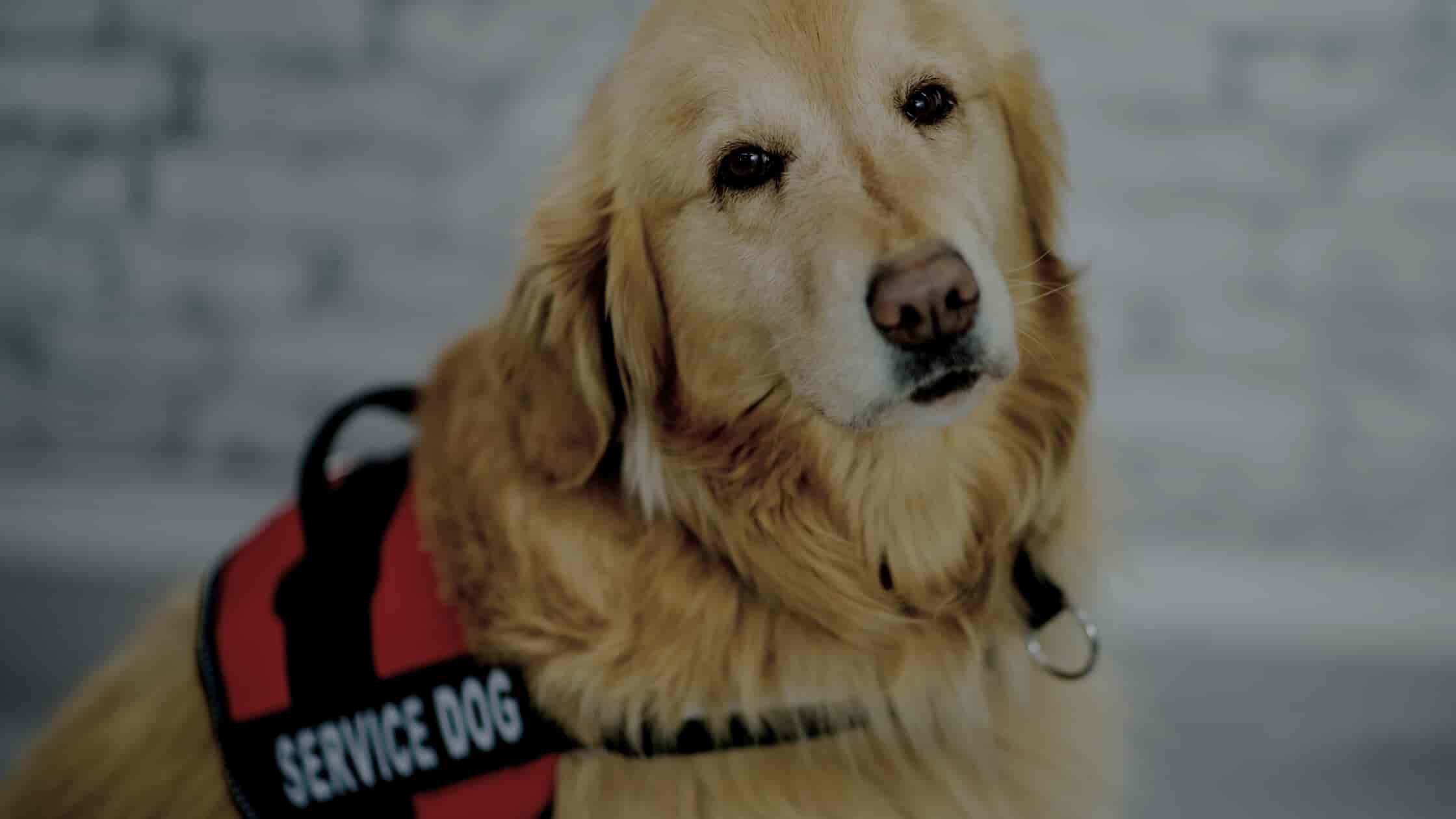 Service Animals